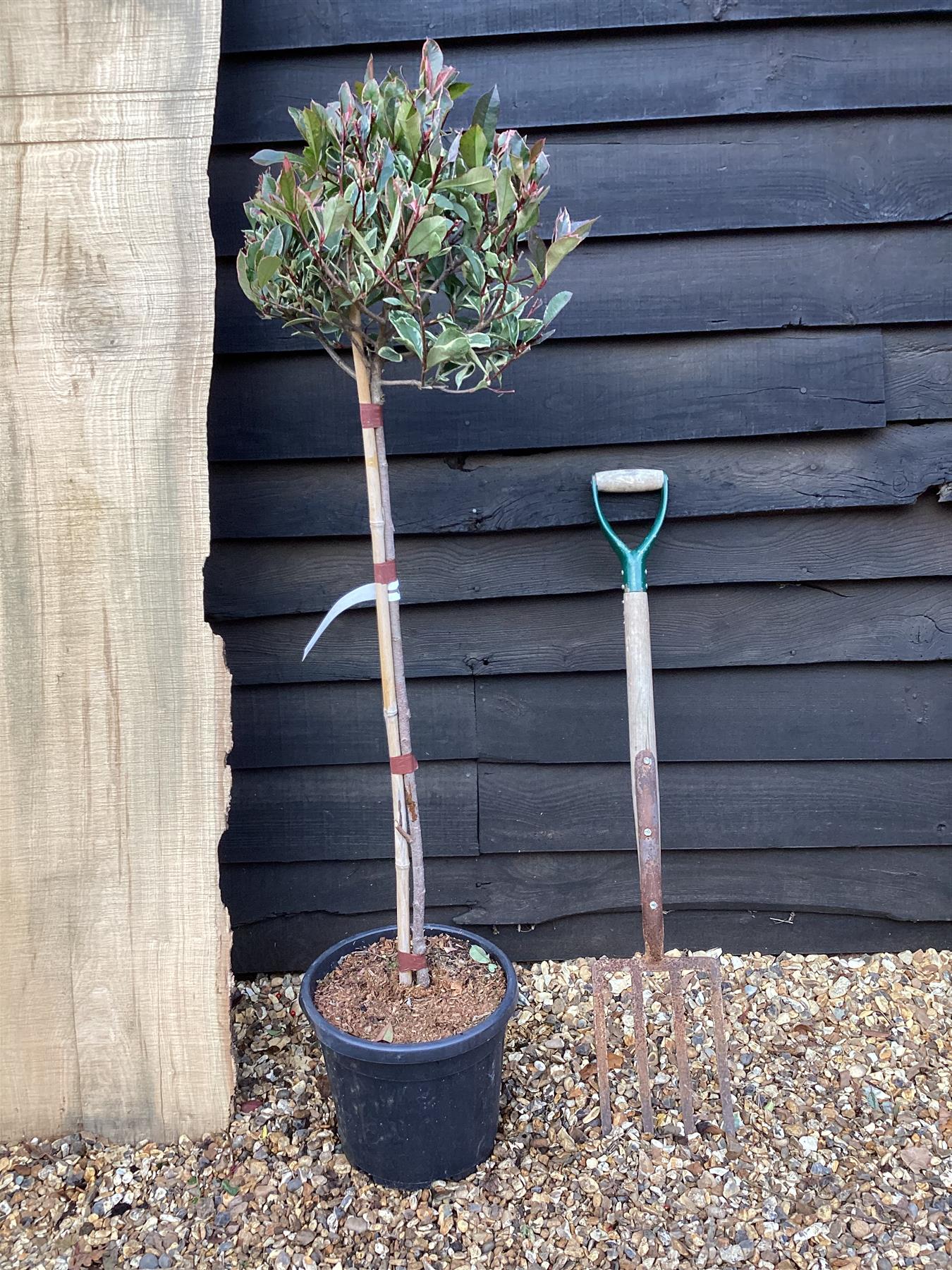Photinia Pink Marble | Christmas berry Pink Marble 4-6cm - 170cm, 15lt