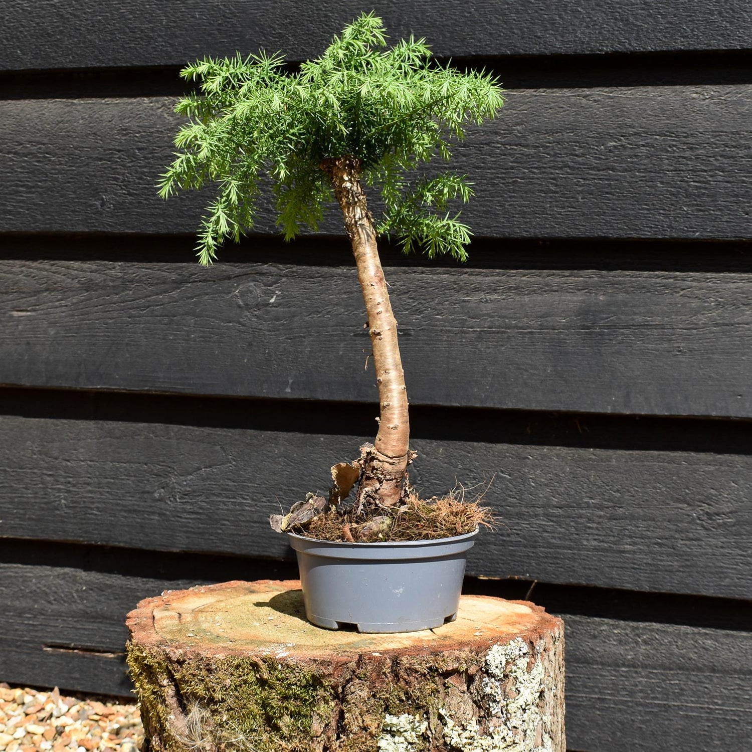 Hoop Pine | Araucaria 'Cunninghami' - Colonial Pine - House Plant - Height 30-40cm - 1lt