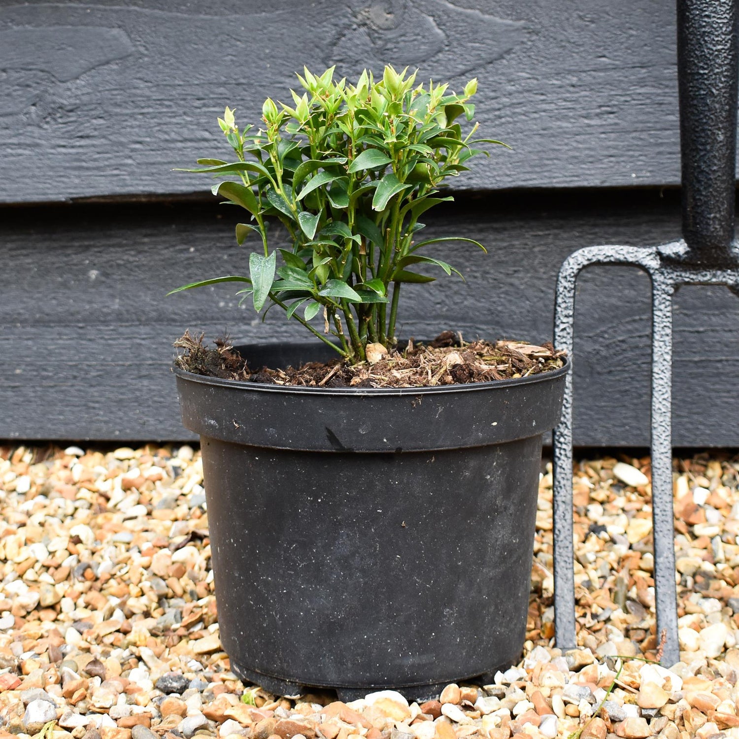 Sweet Box | Sarcococca ruscifolia Dragon Gate - Shrub - Height 15-20cm - 2lt