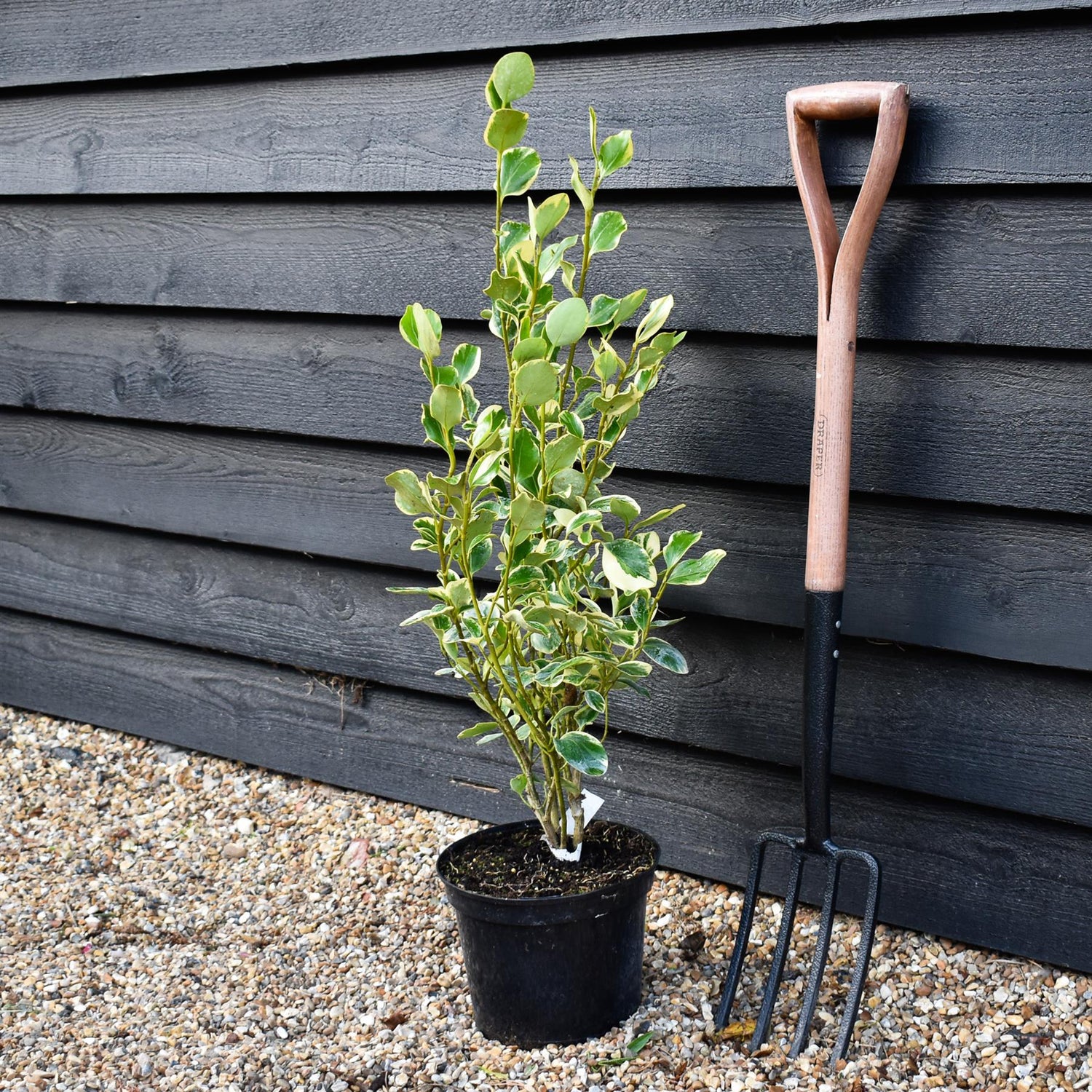 Griselinia littoralis Variegata | New Zealand Broadleaf - 80cm - 120cm - Busy - 25lt