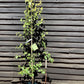 Betula pendula Golden Beauty | Golden Birch Tree 1/2 std Clear Stem - 150-180cm, 10lt