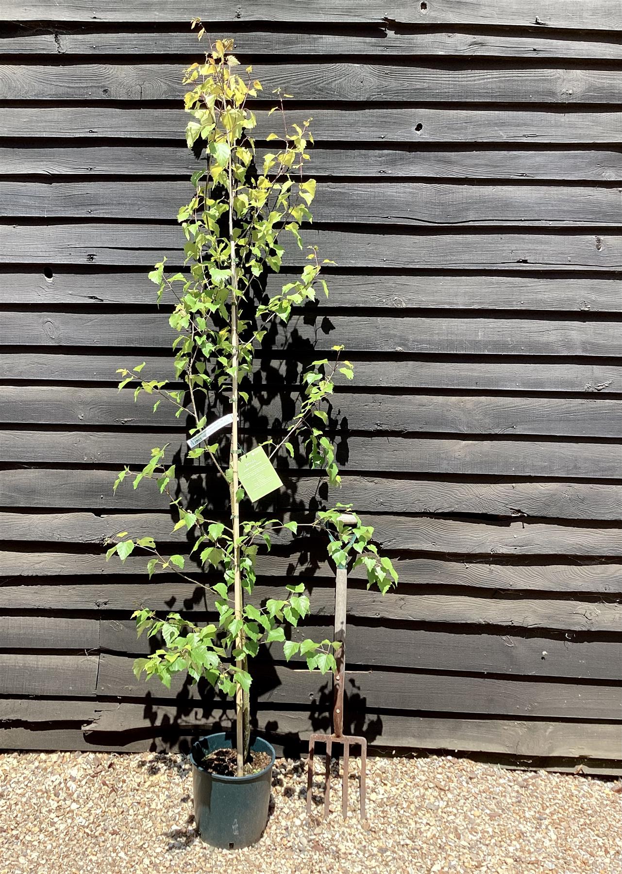 Betula pendula Golden Beauty | Golden Birch Tree 1/2 std Clear Stem - 150-180cm, 10lt