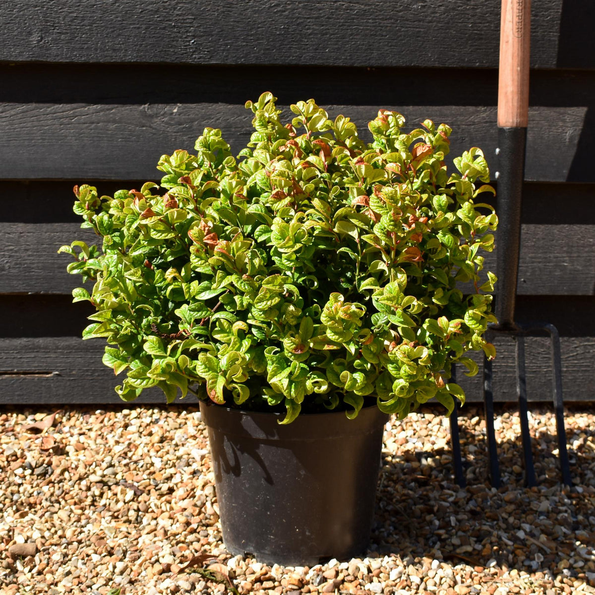 Leucothoe Axillaris 'Curly Red'| Dog Hobble - Height 20-30cm - 5lt