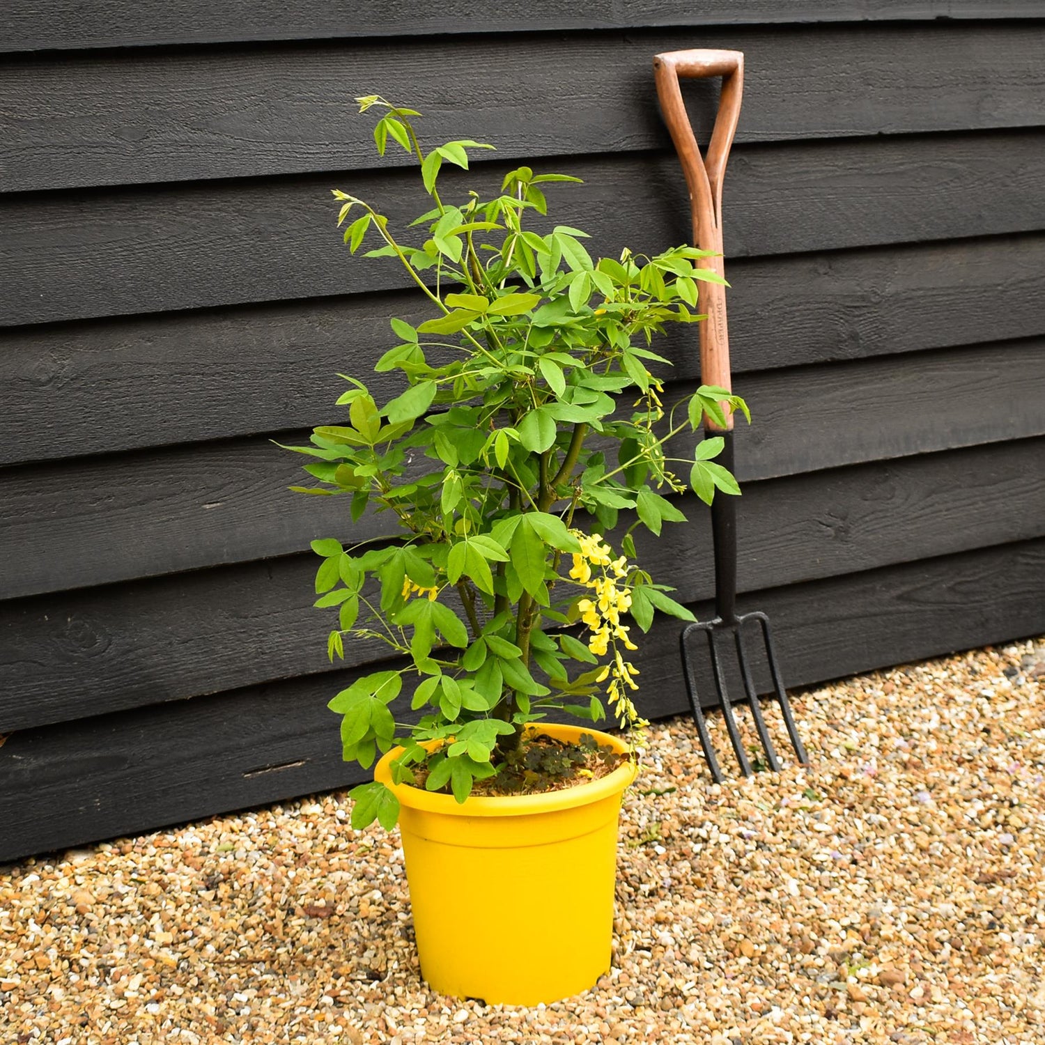 Laburnum x watereri 'Vossii' | Golden Chain Shrub - Height 50-60cm - 10lt