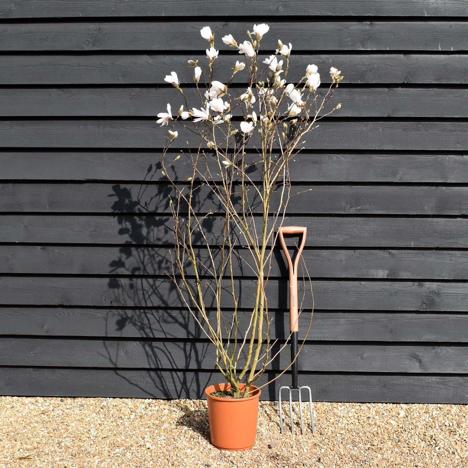 Magnolia Stellata - Bush - 140-150cm -10lt