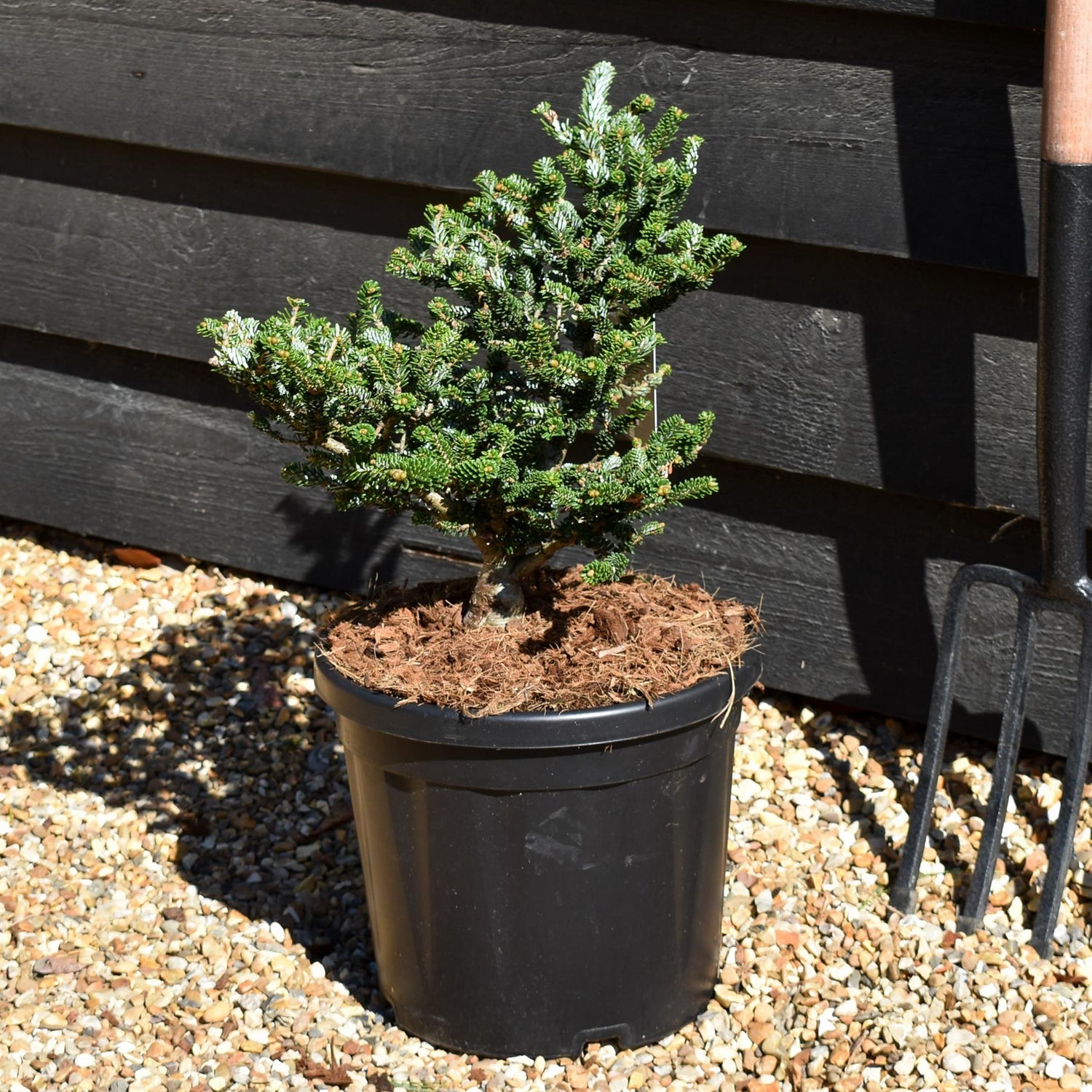Abies koreana 'Oberon' | Korean Fir - Bushy - Height 20-30cm - 8lt