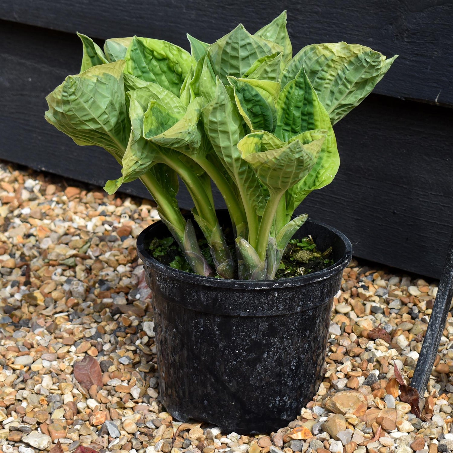 Hosta Plantain Lily Wide Brim - 25-30cm - 2lt