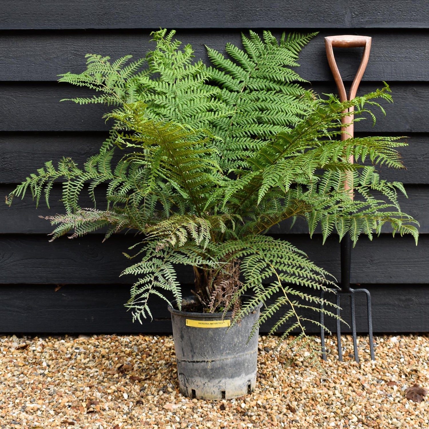 Dicksonia antarctica | Australian tree fern - Height 50-70cm - 10lt