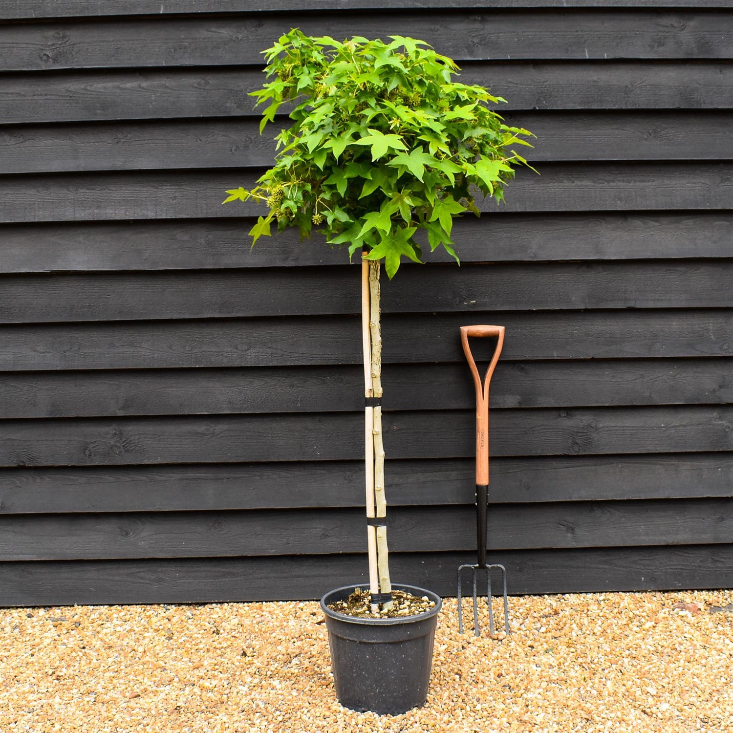 Liquidambar styraciflua 'Gum Ball' - Half standard - Clear Stem 100cm - Girth 6-8cm - Height 140-160cm - 20lt