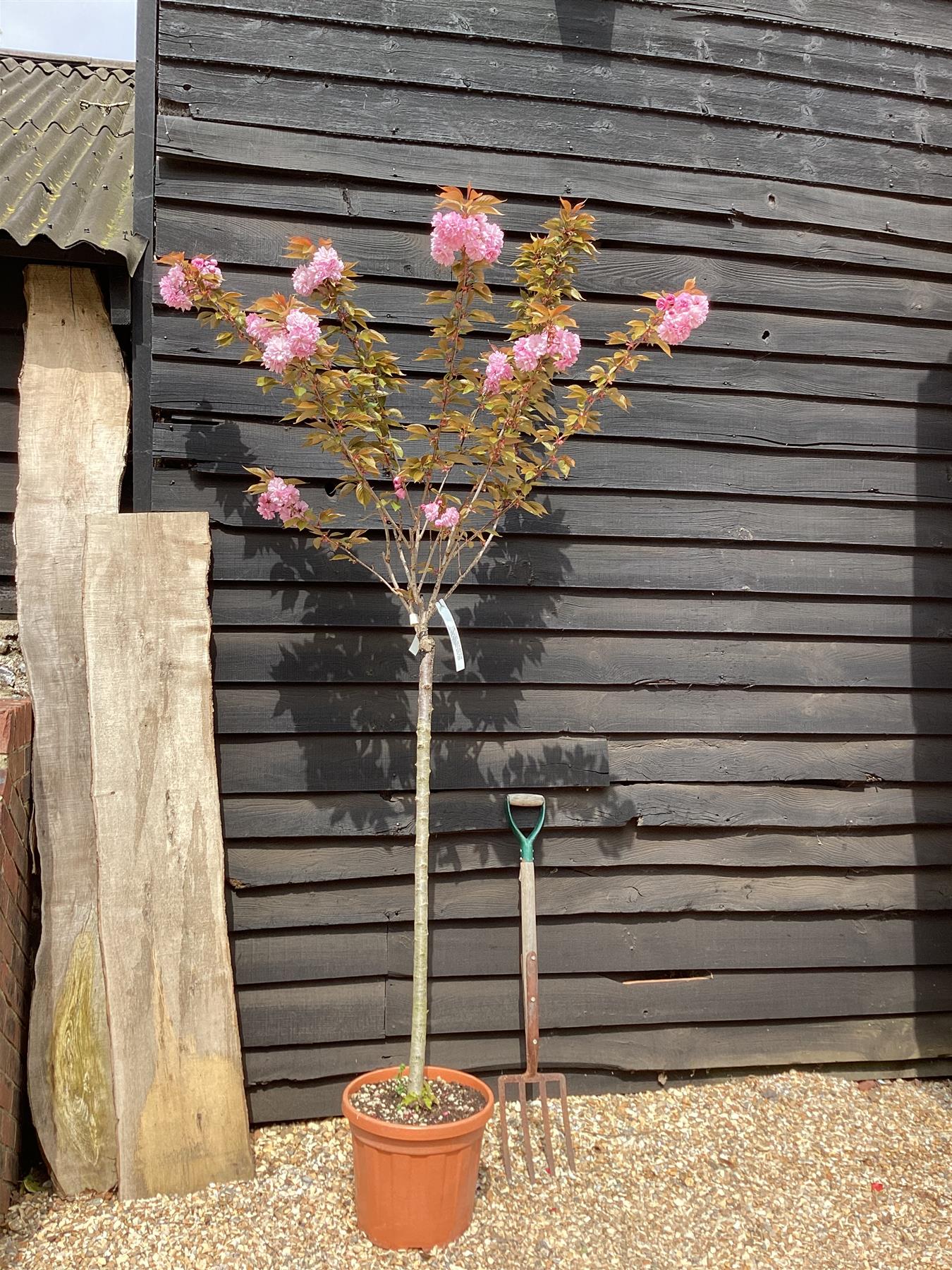 Prunus 'Kanzan' 1/2 Standard | Cherry ‘Kanzan’  - Girth 10 - 12cm - Height 180-210cm, 25lt