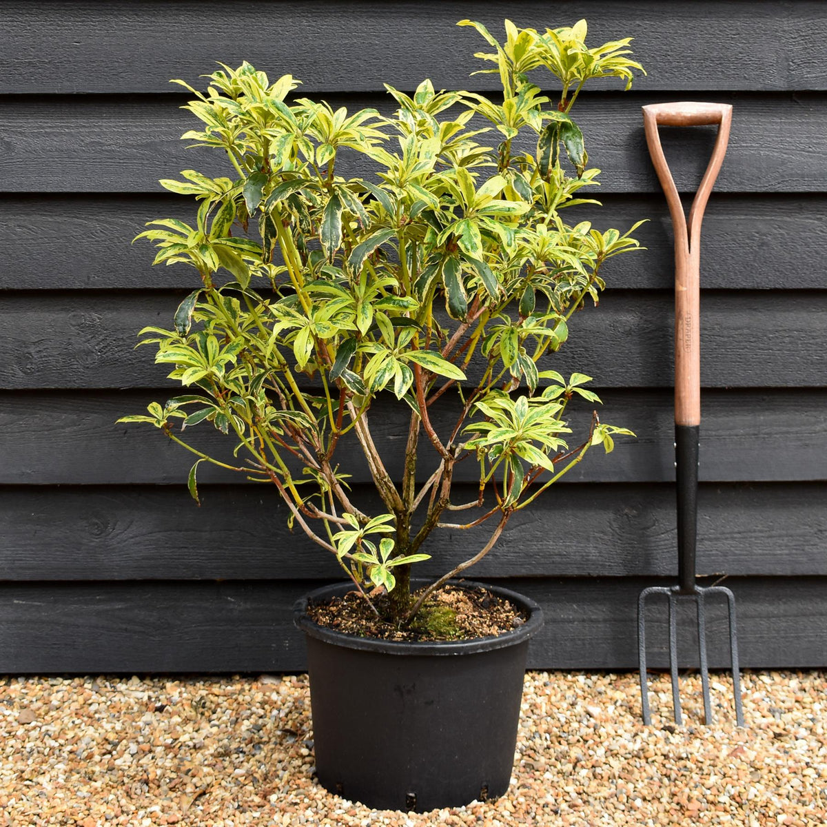 Rhododendron 'Golden Green Gift' - Shrub - Height 60-70cm - 20lt