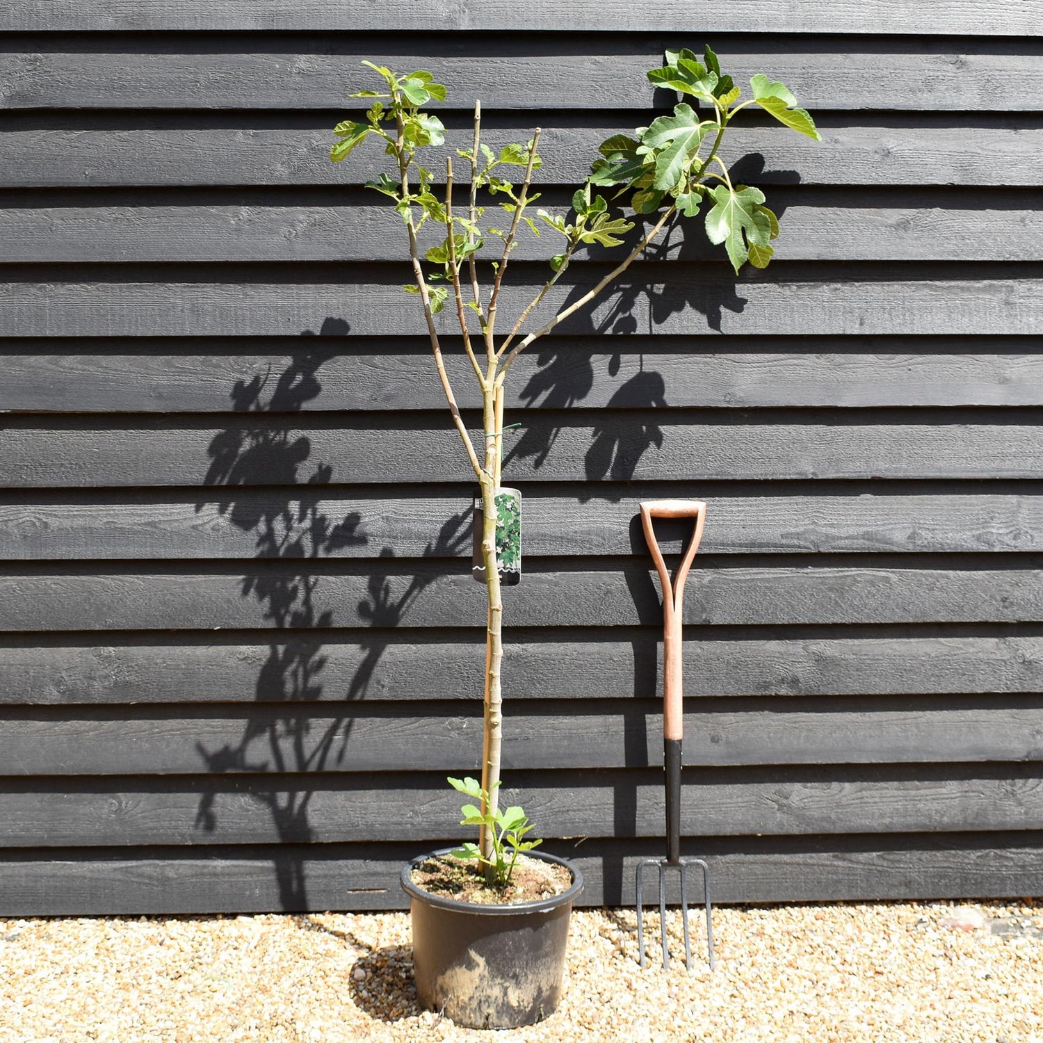 Fig - Ficus carica 'Brown Turkey' - Clear Stem 80-90cm - Height 160-170cm - 10lt