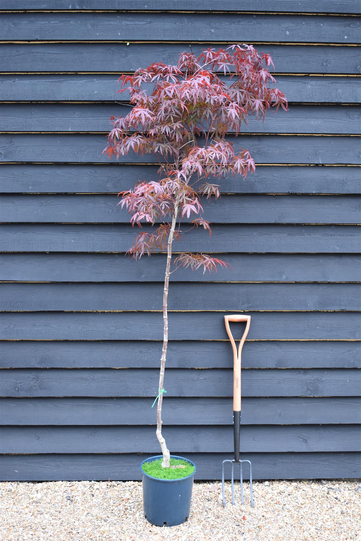 Acer palmatum 'Bloodgood' | Bloodgood Japanese Maple - 100-150cm, 5lt