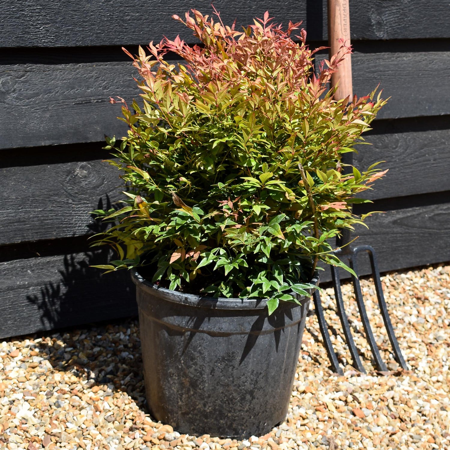 Nandina domestica 'Gulf Stream' - Height 40-50cm - 10lt