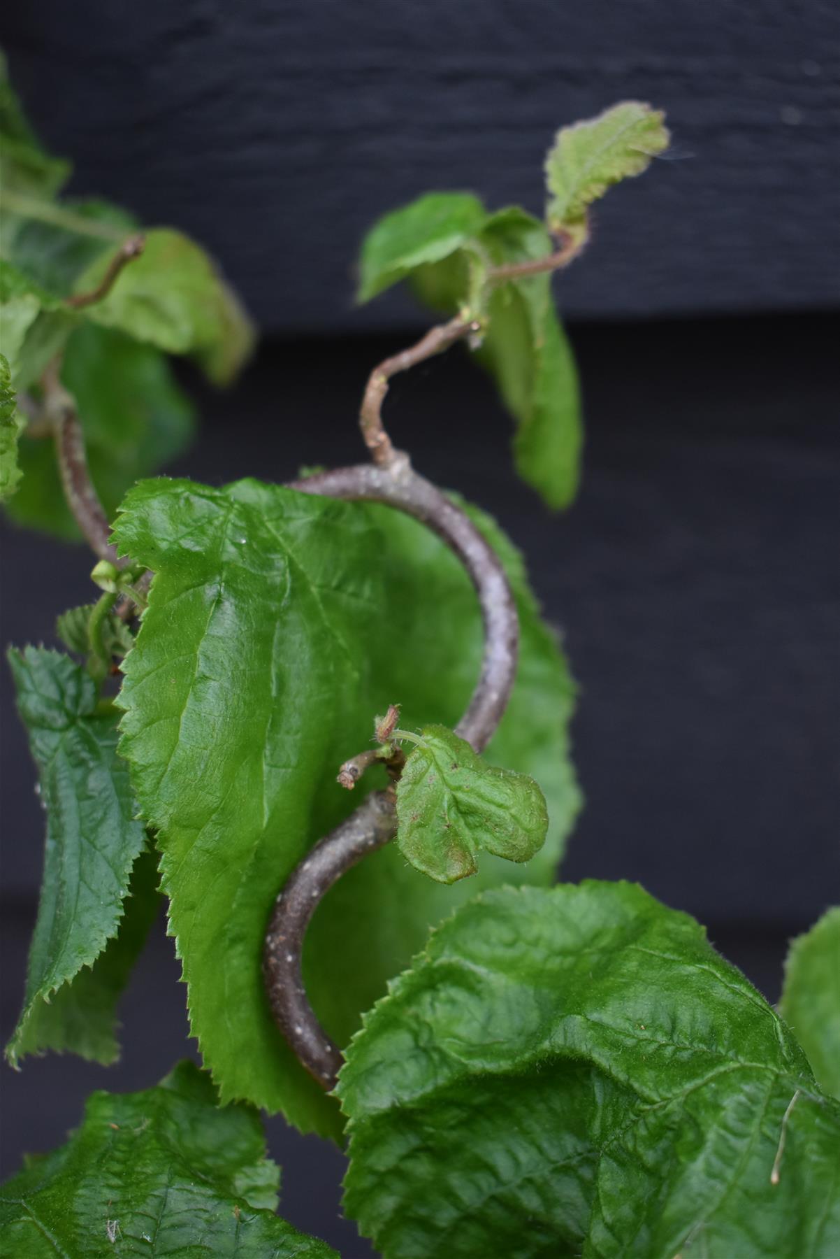 Corylus avellana 'Contorta' | Corkscrew Hazel - 80-100cm, 18lt