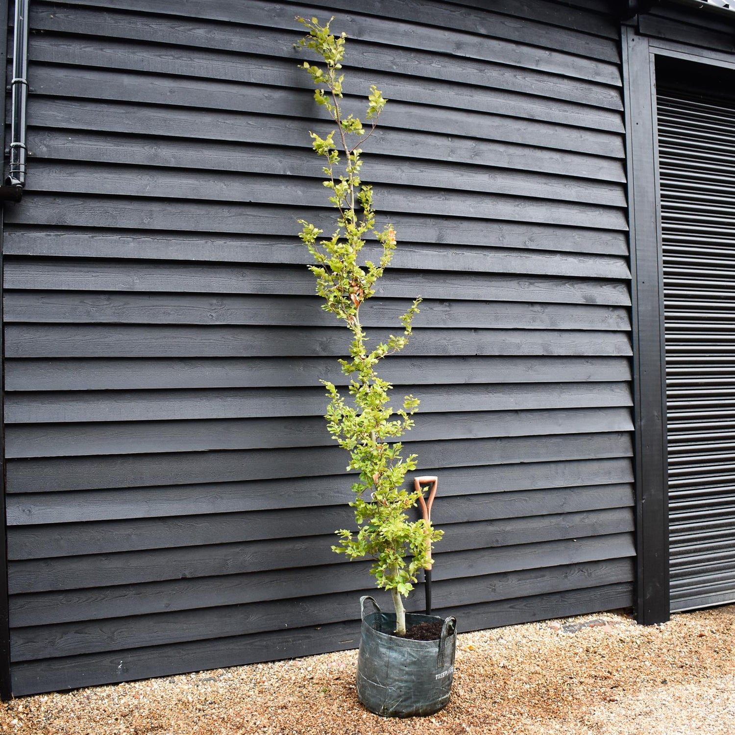 Fagus Sylvatica |  Fagus sylvatica - Girth 8-10cm - Height 250-280cm - 45lt