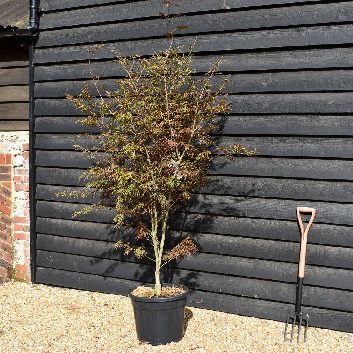 Japanese Maple 'Trompenburg' | Acer palmatum  - Bushy - Height 140-160cm - 35lt