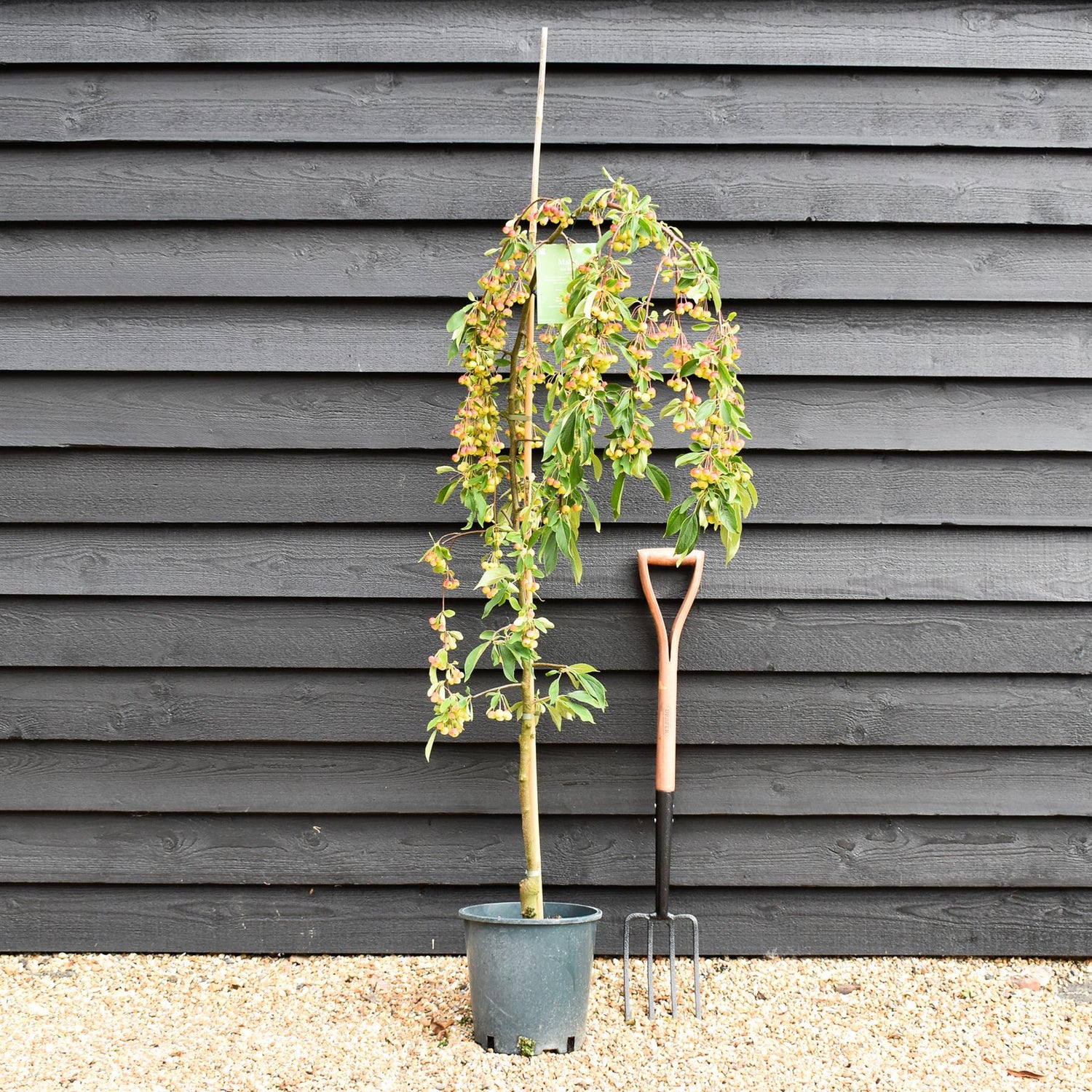 Malus Sun Rival | Weeping Crab Apple Tree - 160-180cm, 10lt