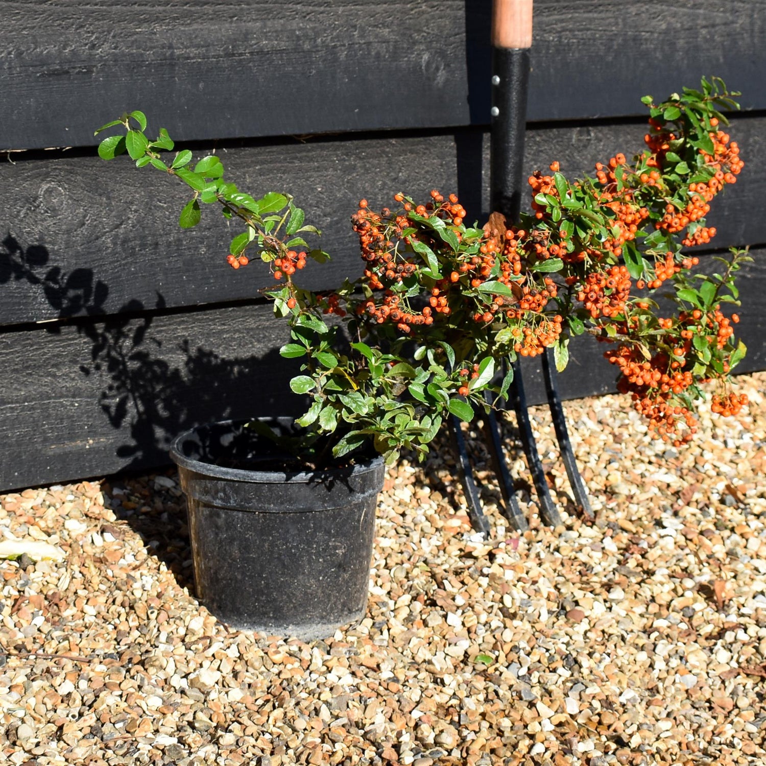 Pyracantha 'Orange Glow'  | Orange Firethorn 10-20cm - 3lt