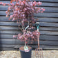 Acer palmatum 'Atropurpureum' | Red Leaf Japanese maple - Bushy - 100-150cm - 20lt