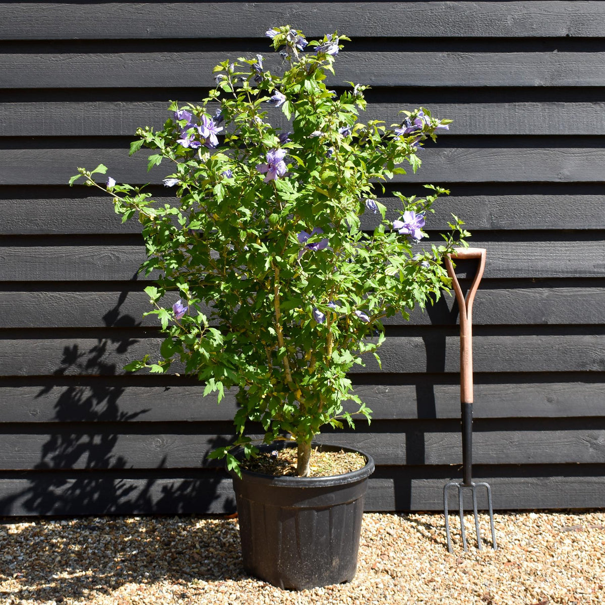 Hibiscus syriacus 'Chiffon Blue' - Shrub - Height 100-140cm - 35lt