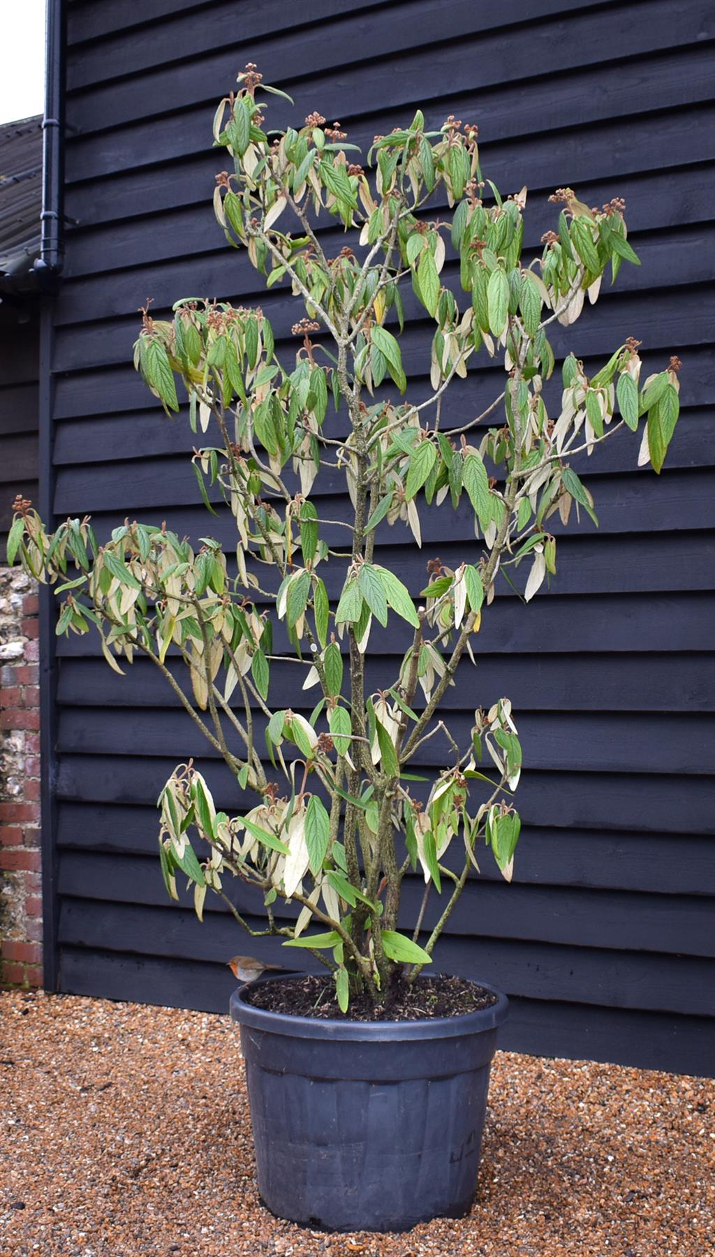 Viburnum rhytidyfilum - Height 180-190cm - 90lt