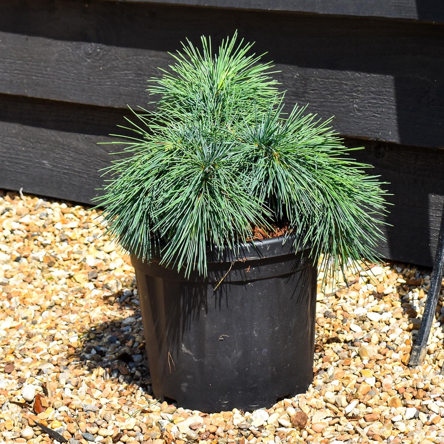 Cedrus libani 'Hedgehog' | Cedar of Lebanon 'Hedgehog'  - Height 20-30cm - Width 30-40cm - 6lt
