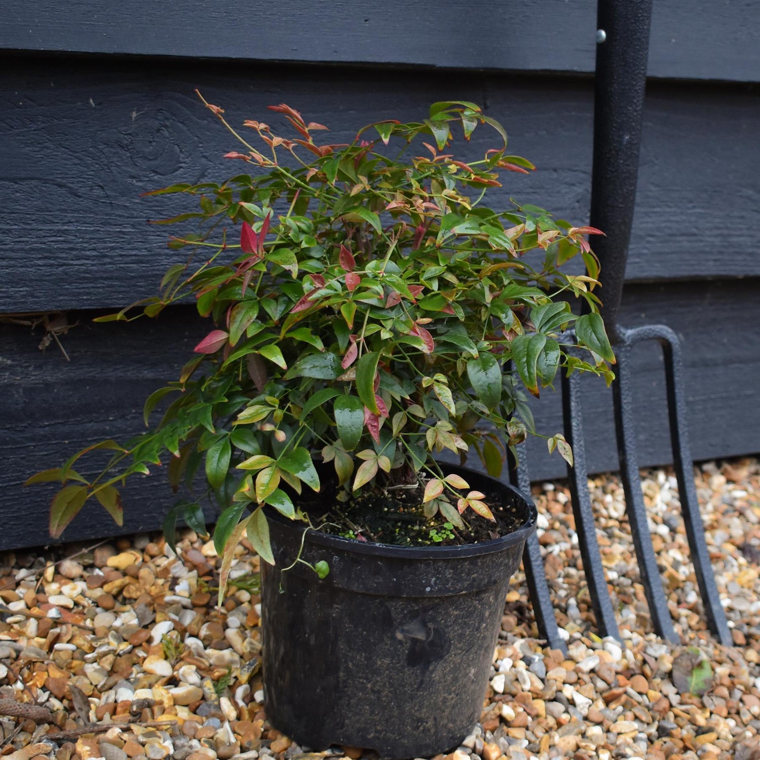 Nandina domestica Obsessed | Heavenly Bamboo - Height 25-35cm - 7lt