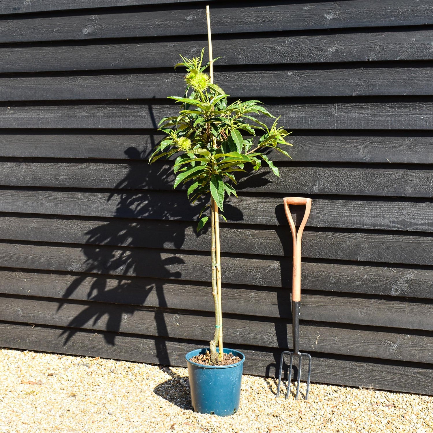 Sweet Chestnut | Castanea sativa - 100-120cm - 12lt