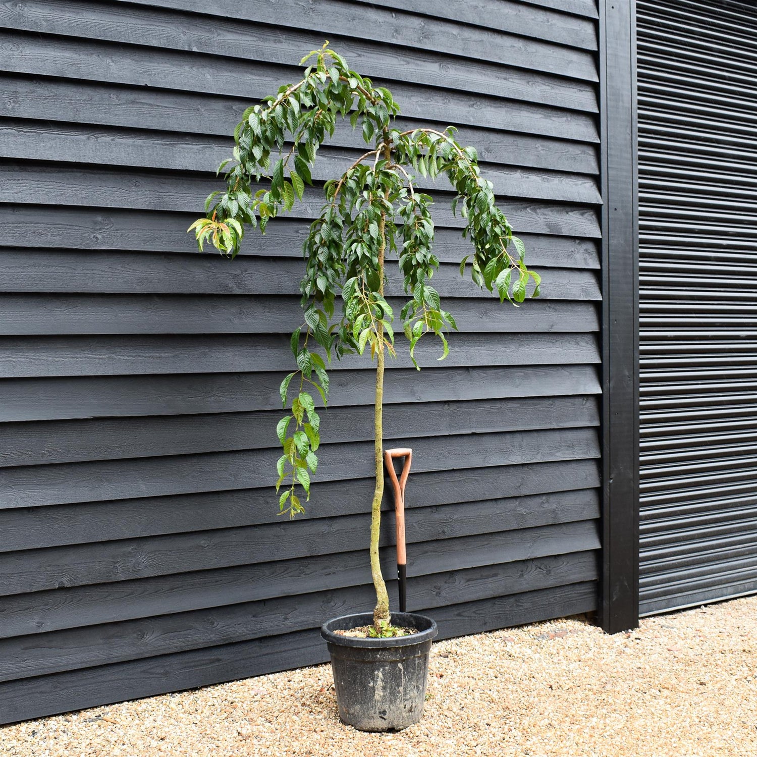 Japanese Weeping  cherry Sakura | Prunus 'Kiku-shidare-zakura' - Height 220-280cm - Girth 6-8m - 40lt
