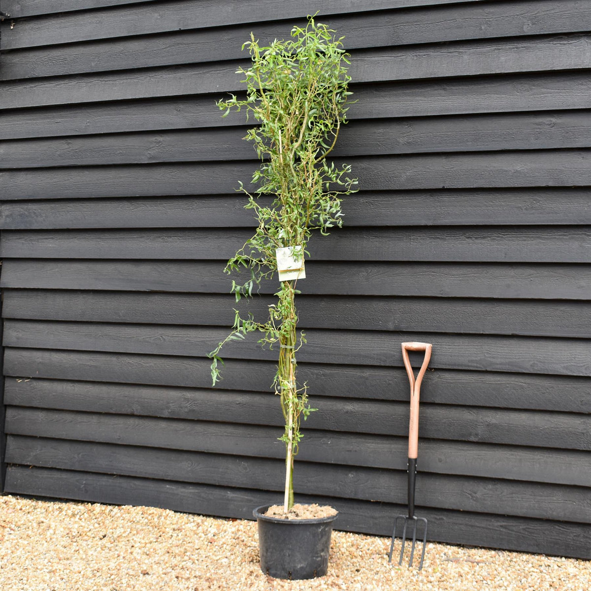 Salix matsudana Tortuosa | Corkscrew Willow - Tree - Height 180-220cm - 20lt
