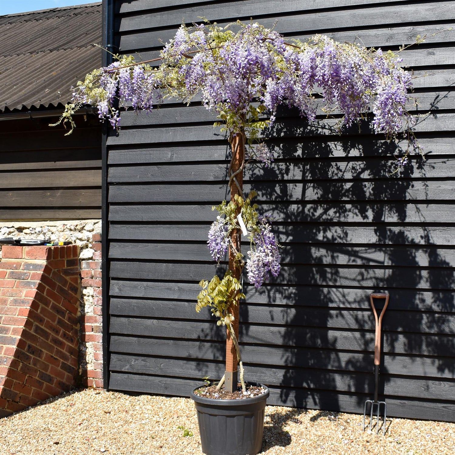 Wisteria 'Prolific' - Purple - Umbrella - Roof Espalier 120-120cm - Height 200cm - 55lt