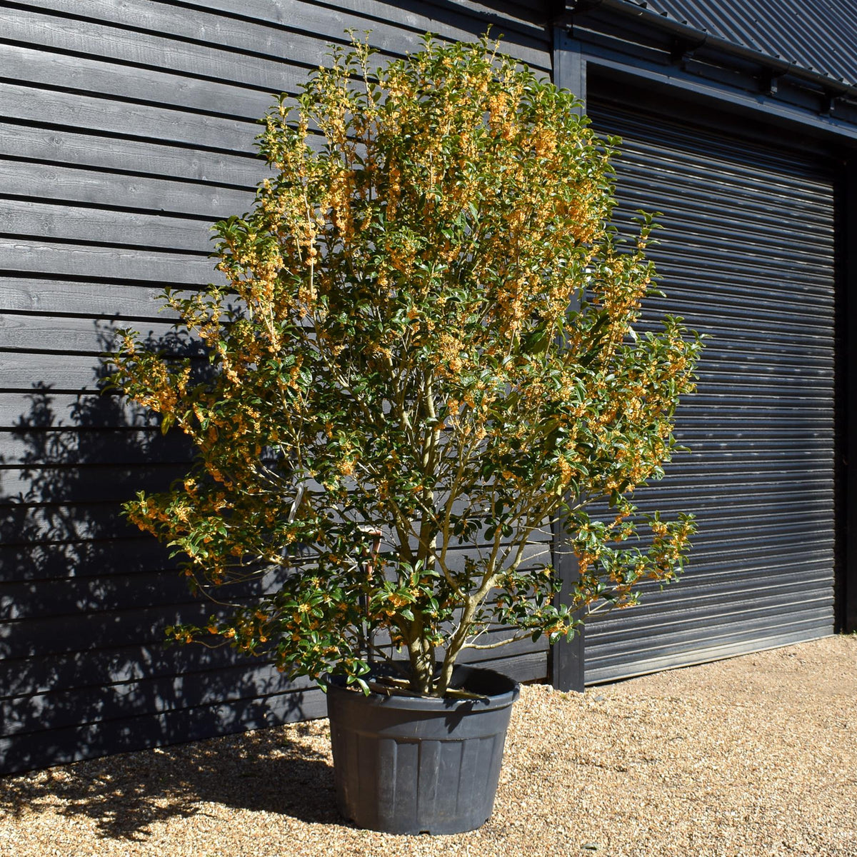 Osmanthus Fragans - Orange Flower |Sweet olive - Shrub - Height 180-200cm -150lt