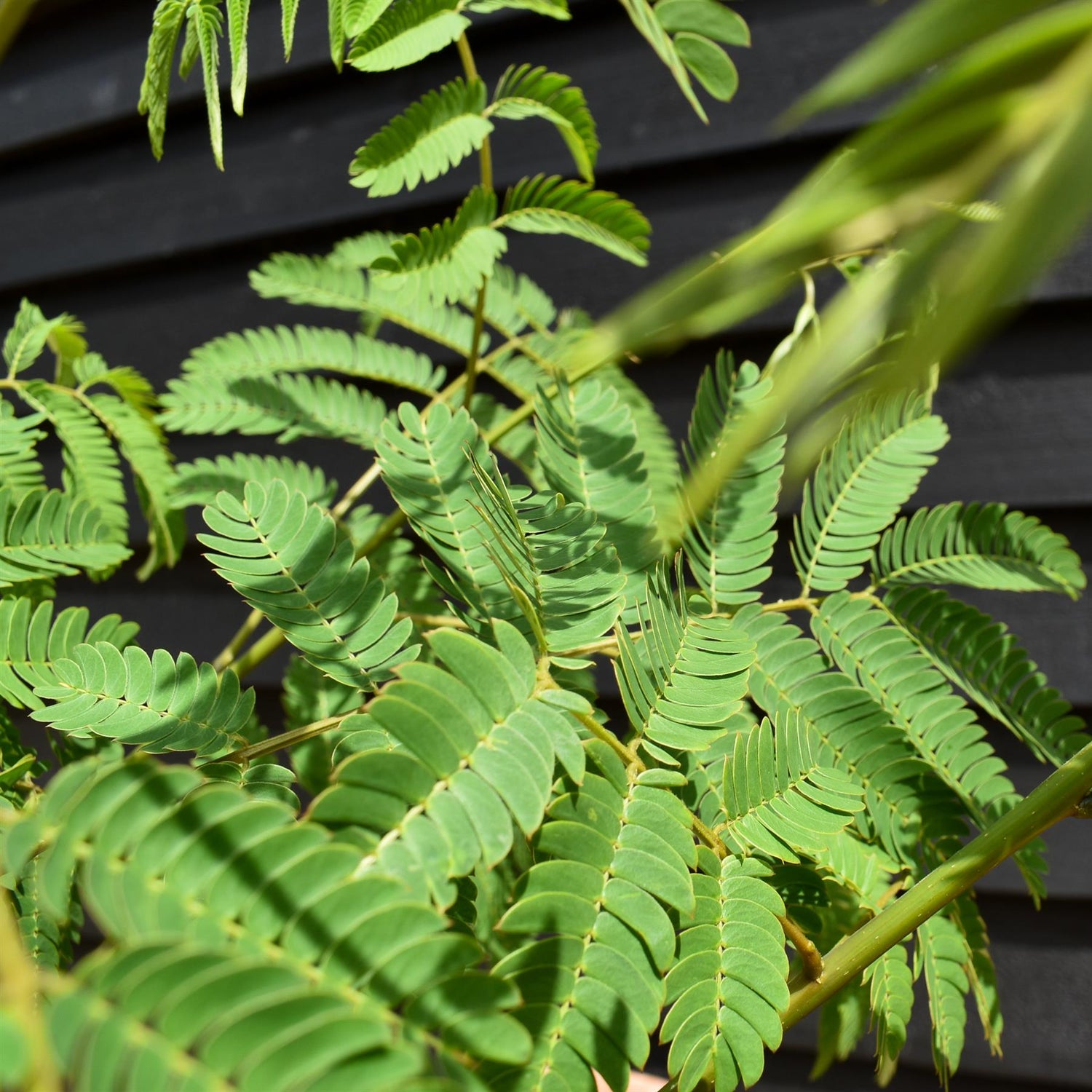 Albizia julibrissin 'Ombrella' | Silk Tree - Clear Stem - Height 300-420cm - Girth 6-10cm - 20lt