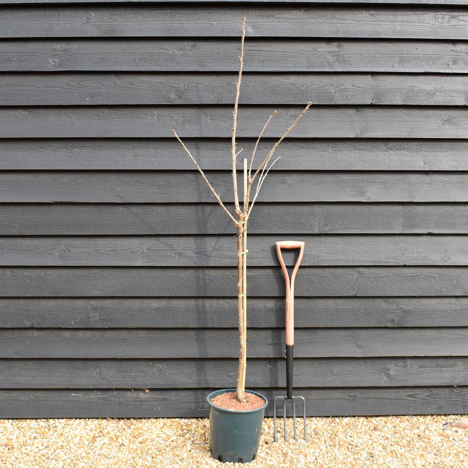 Cherry 'Sunburst' on Gisela | Prunus Avium - Dwarfing - Height 150-180cm -12lt