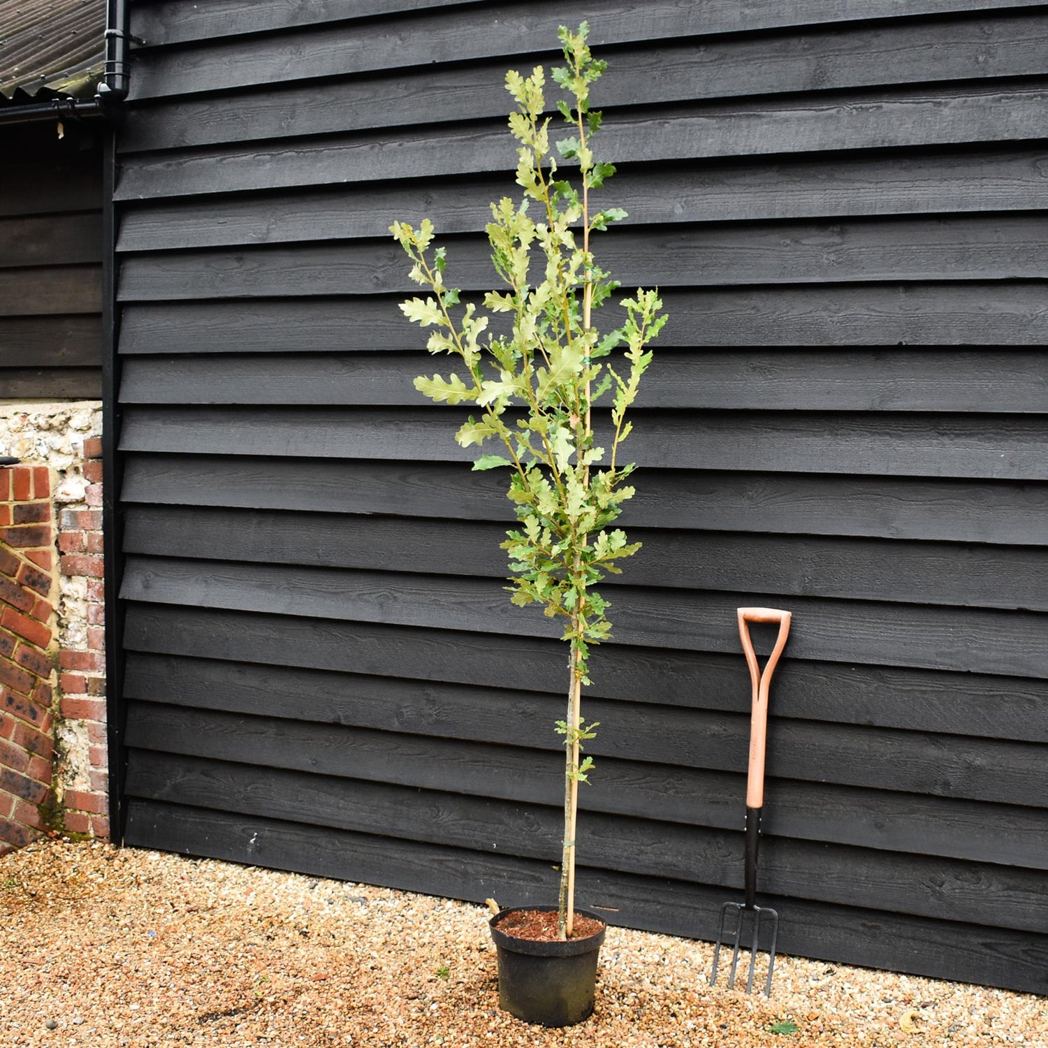 Quercus robur 'Fastigiata' - Feathered - Height 175-200cm - 10lt