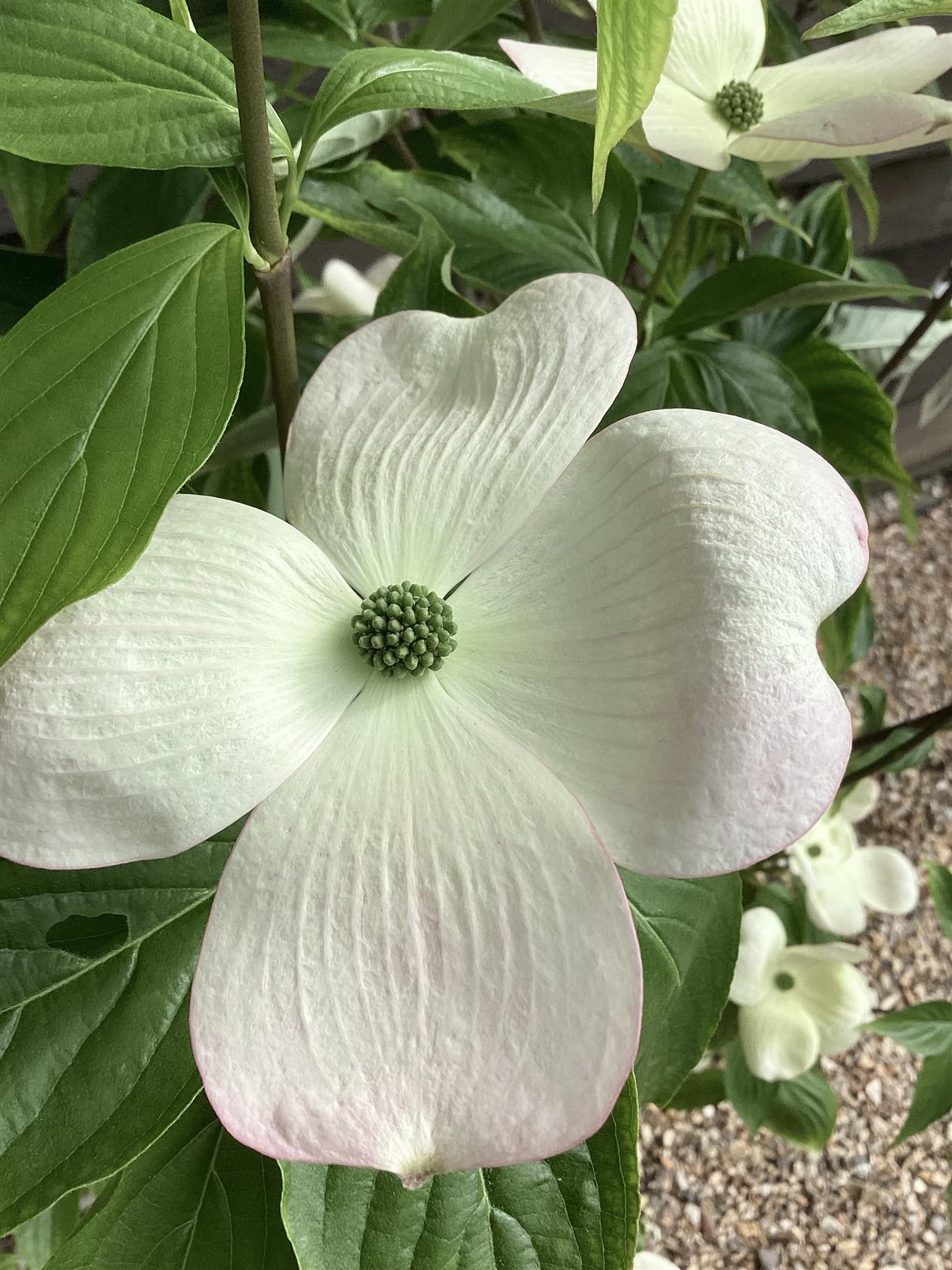 Cornus  x rutgersensis 'Rutgan' | Dogwood Stellar Pink - 175cm, 30lt