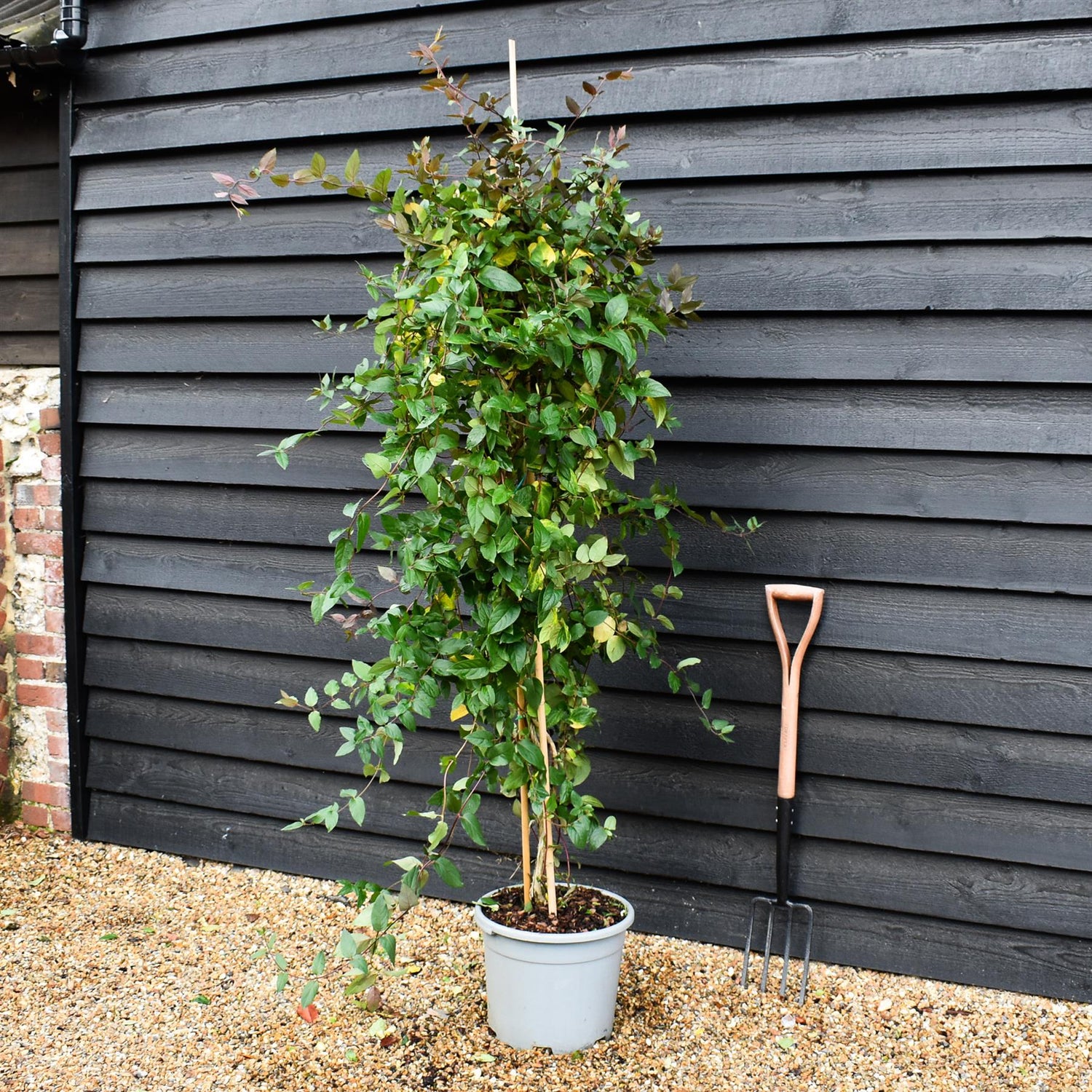 Lonicera periclymenum 'Belgica' | Dutch Honeysuckle - Height 170-190cm -20lt