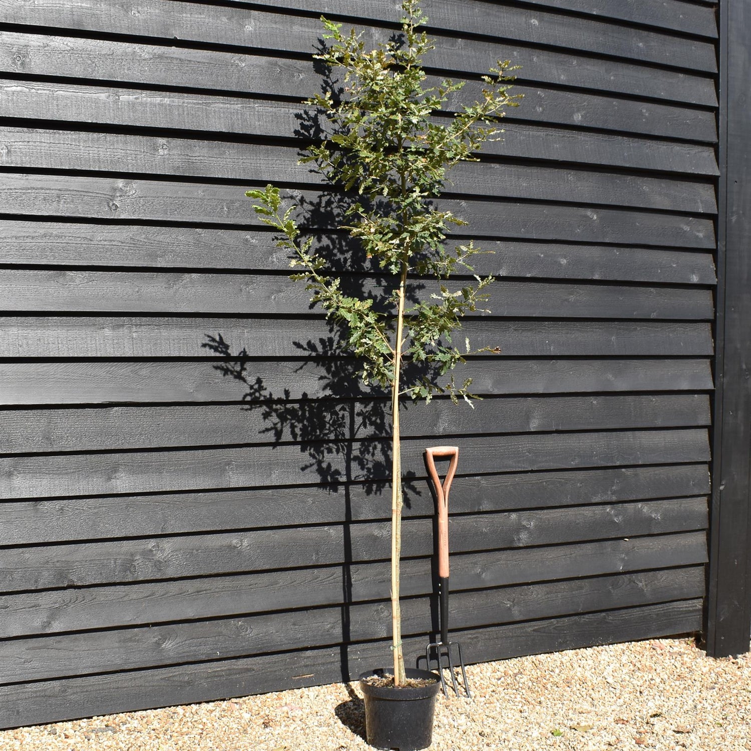 Downy Oak | Italiak Oak | Quercus pubescens - Height 180-200cm - Girth 6-8cm - Pot Grown - 10lt