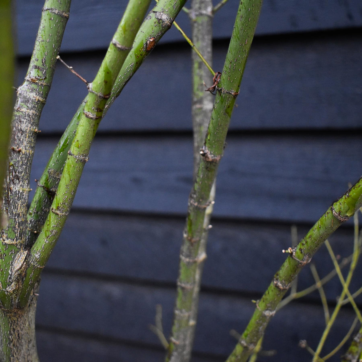 Acer palmatum 'Koto No Ito' | Japanese HarpStrings maple - Bushy - Height 200cm - 90lt