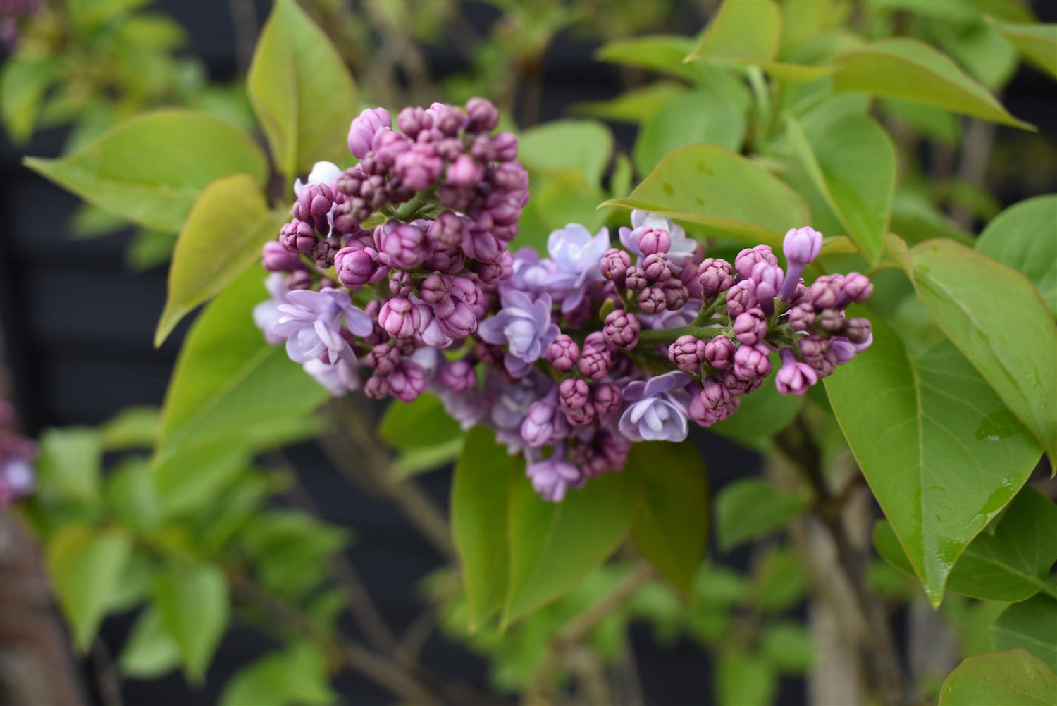 Lilac 'Michel Buchner' | Syringa Vulgaris - 180-200cm - 90lt