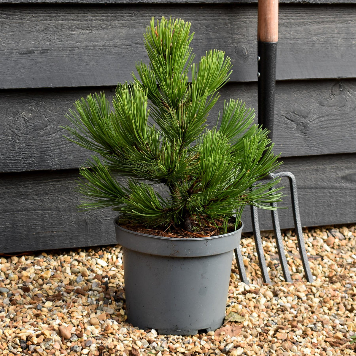 Pinus heldreichii 'Compact Gem' | Bosnian pine - Height 40-45cm - 5lt