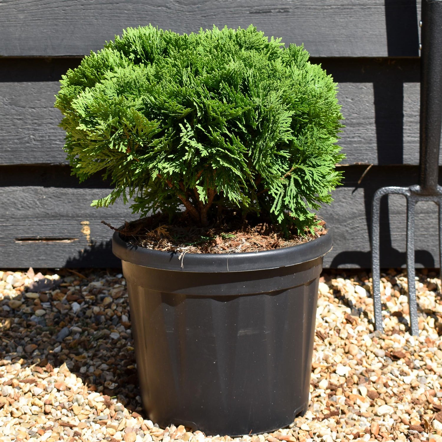 Thuja occidentalis Danica | White Cedar 'Danica' - Height 20cm - Width 30cm - 7.5lt