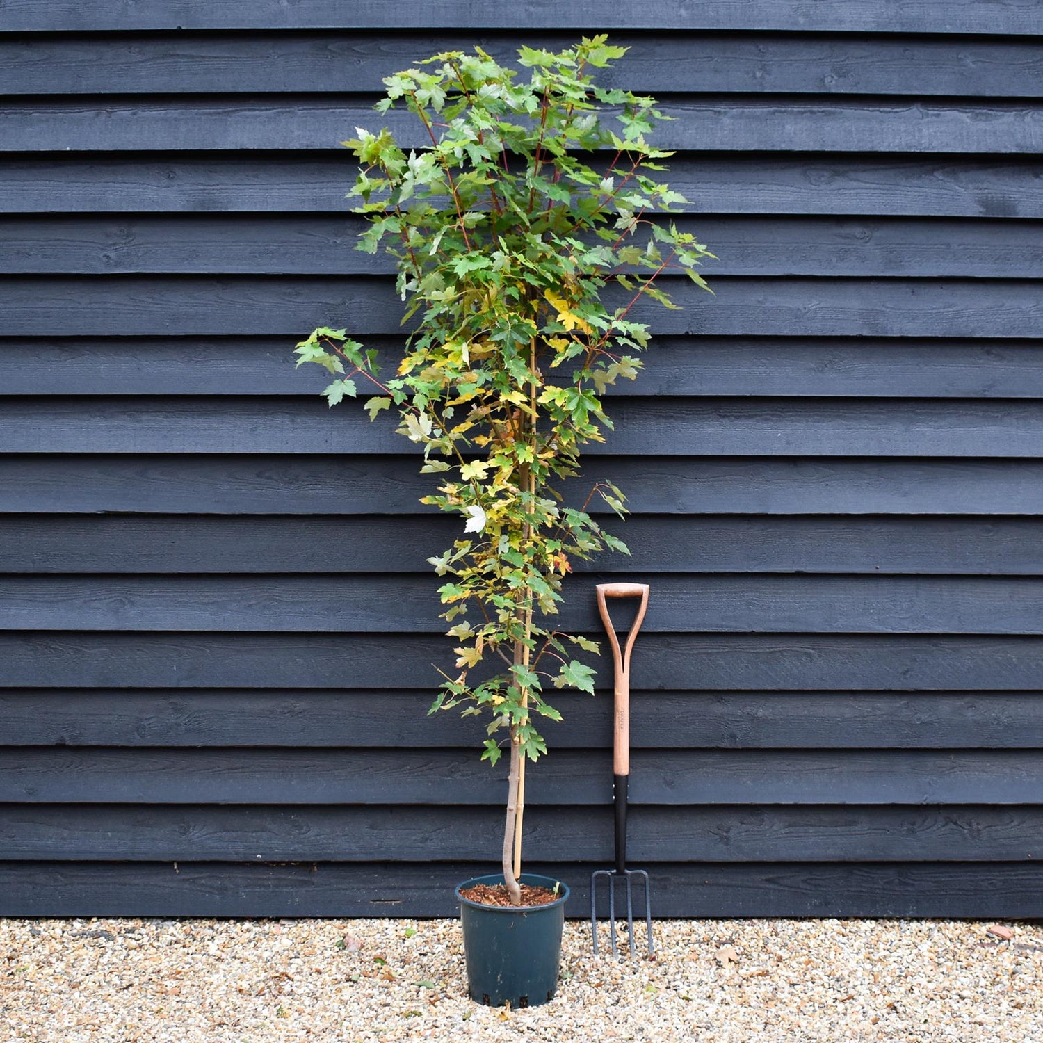 Acer Rubrum Redpointe Maple | Acer rubrum Redpointe - Height 210-230cm - 12lt