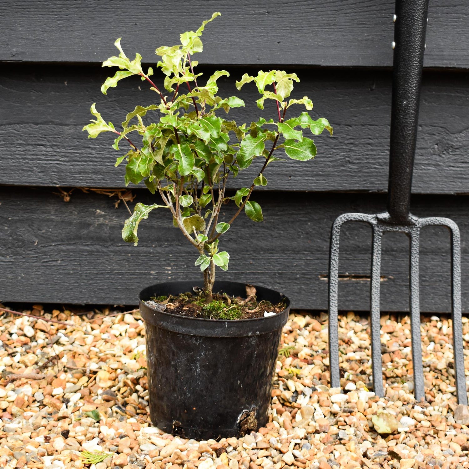 Pittosporum Golden King (Gold King) - Height 20-30cm - 2lt