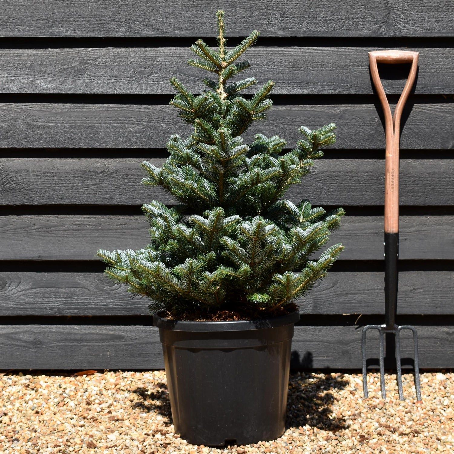 Abies koreana 'Tordis' | Korean fir 'Tordis' - Height - 80-90cm - 20lt