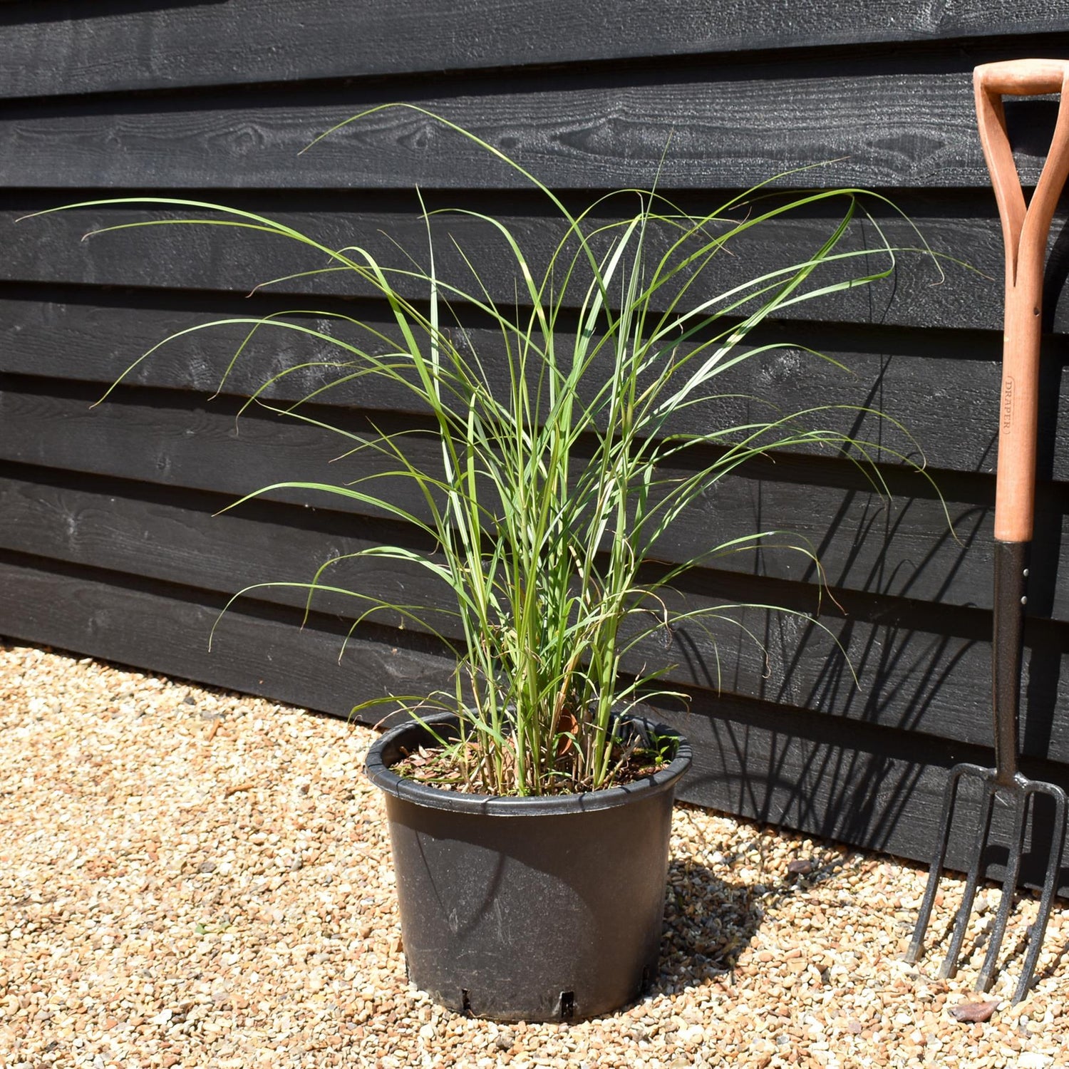 Miscanthus sinensis 'Strictus' | Eulalia 'Strictus' - 20lt