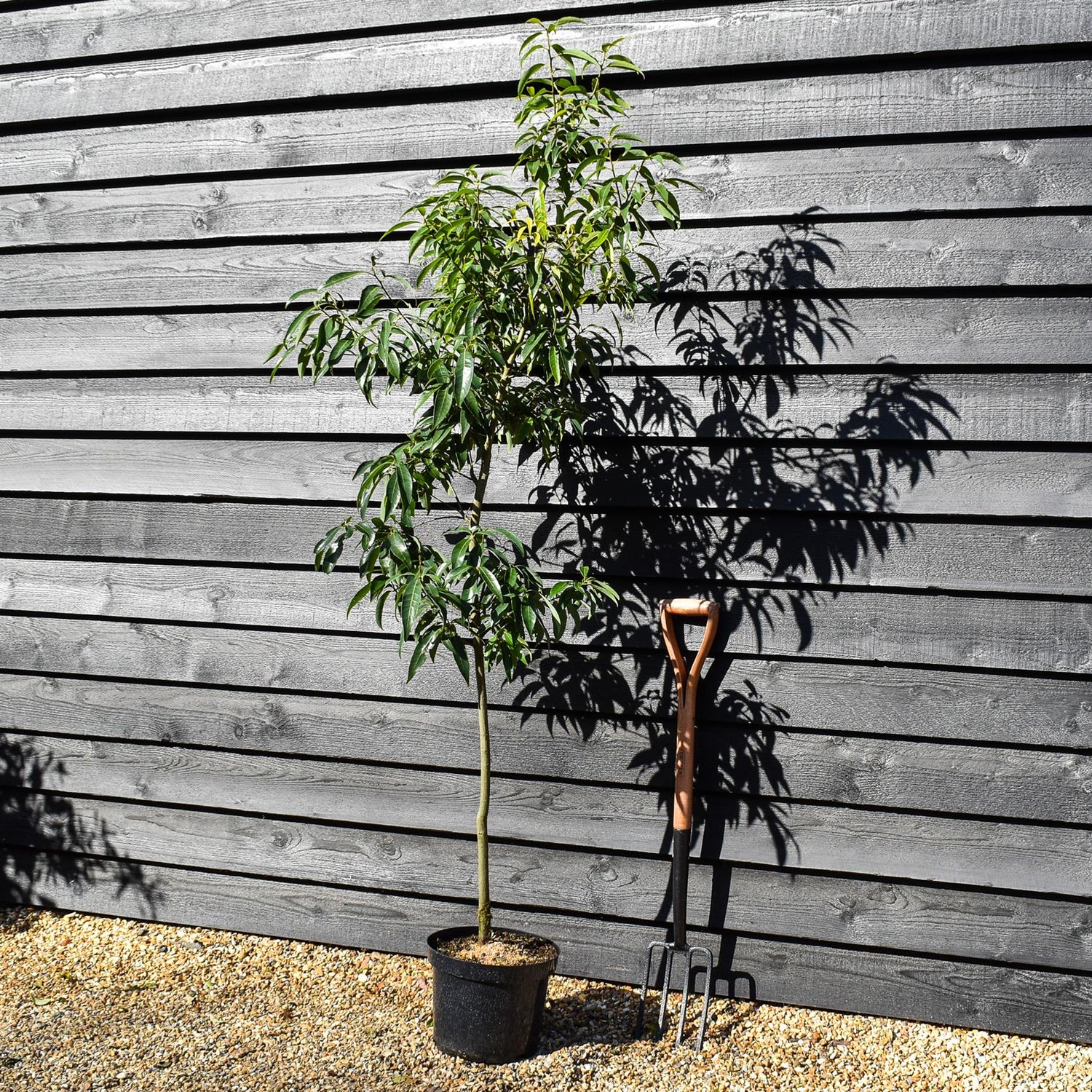 Chinese Evergreen Oak | Quercus myrsinifolia - Height 160-180cm - Pot Grown - 10lt