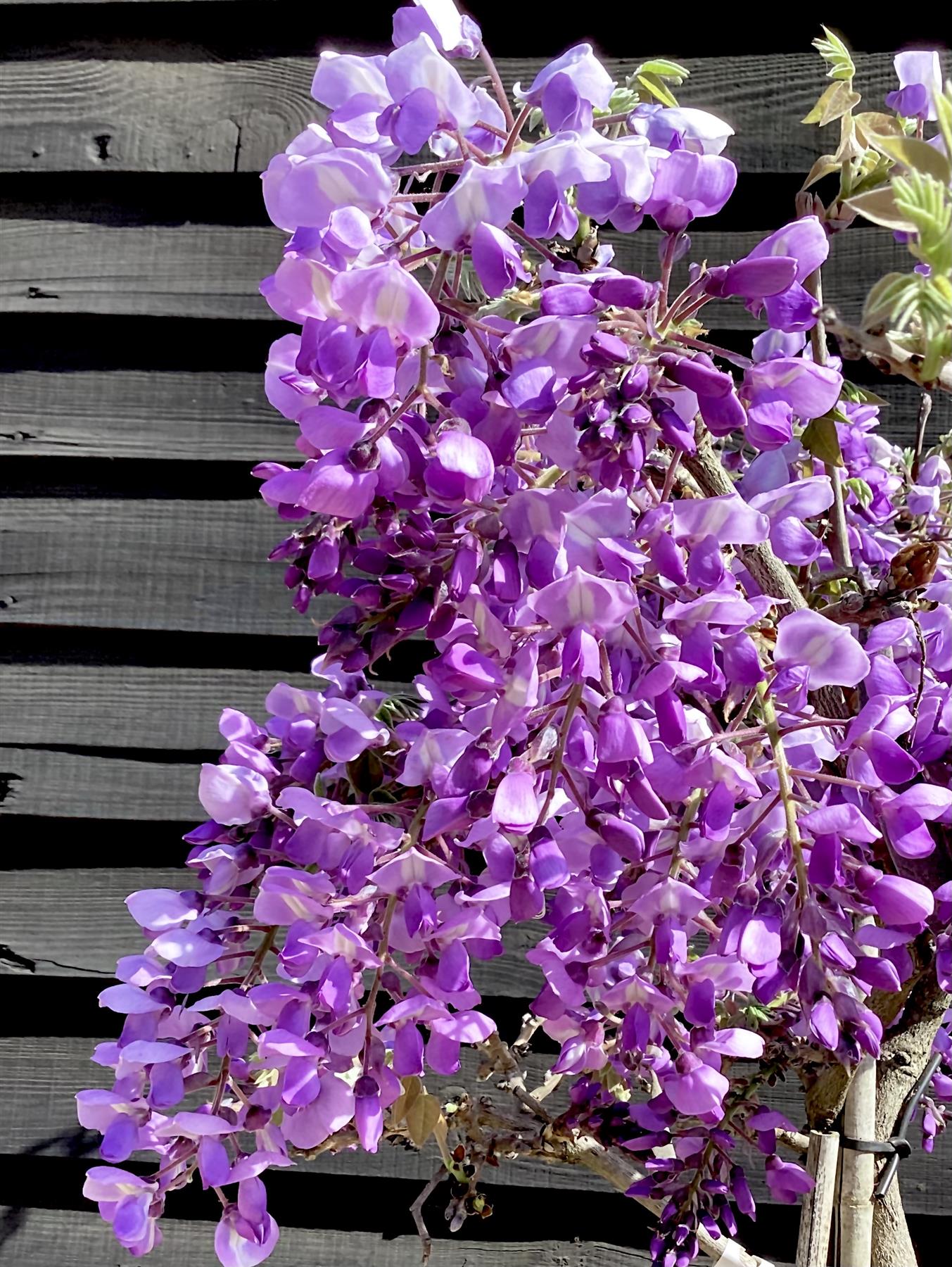 Wisteria brachybotrys 'Iko yama Fuji' Half Standard - Clear Stem - Girth 6-8cm - 140-160cm