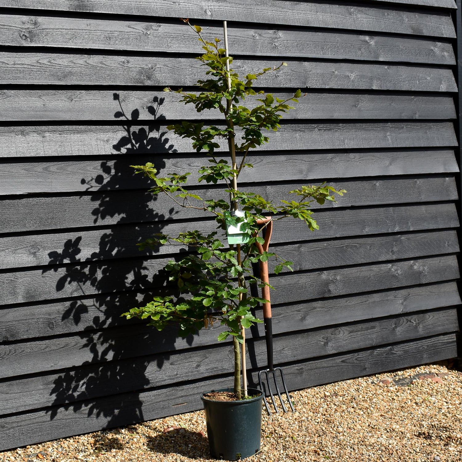 Fagus sylvatica | European Beech - Height 155-190cm - 12lt